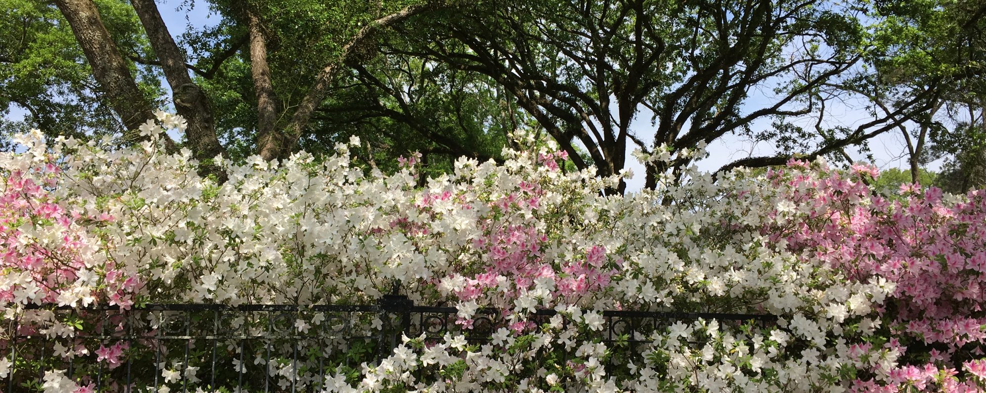 The Saint Streets Lafayette, LA. Southern Cottage Homes